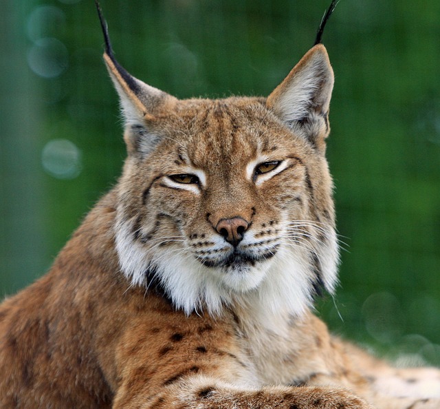 Lynx photo