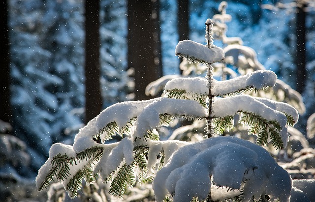 Lappland winter photo